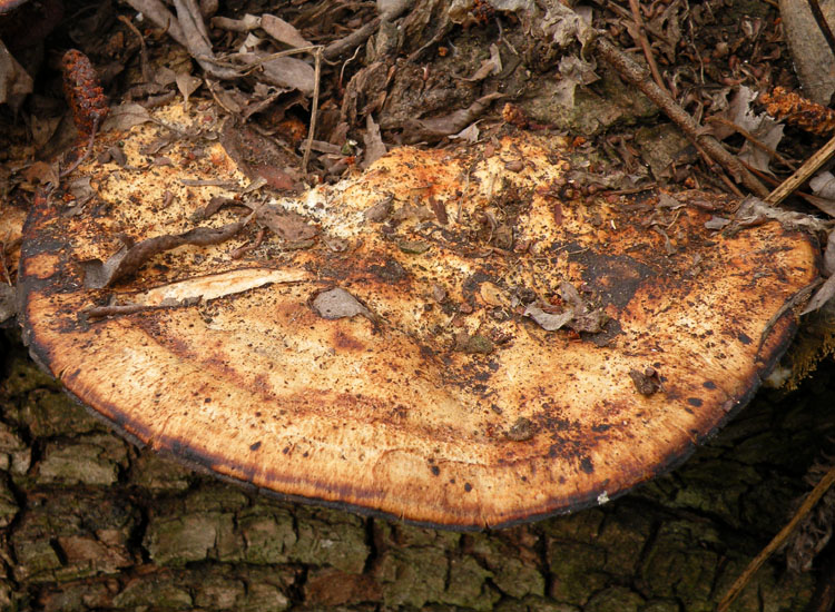 Daedaleopsis confragosa?